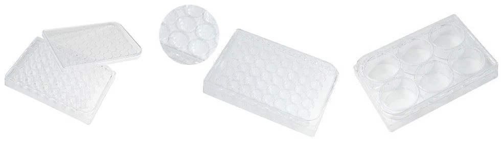 Disposable Transparent Tissue Culture Plates